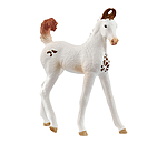 Marwari Foal