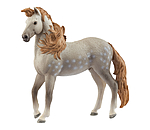 Andalusian Stallion