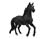 Lusitano Stallion
