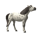 Knabstrupper Gelding