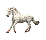 Knabstrupper Mare