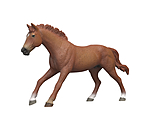 Thoroughbred Stallion