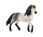 Andalusian Stallion