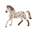 Knabstrupper Stallion