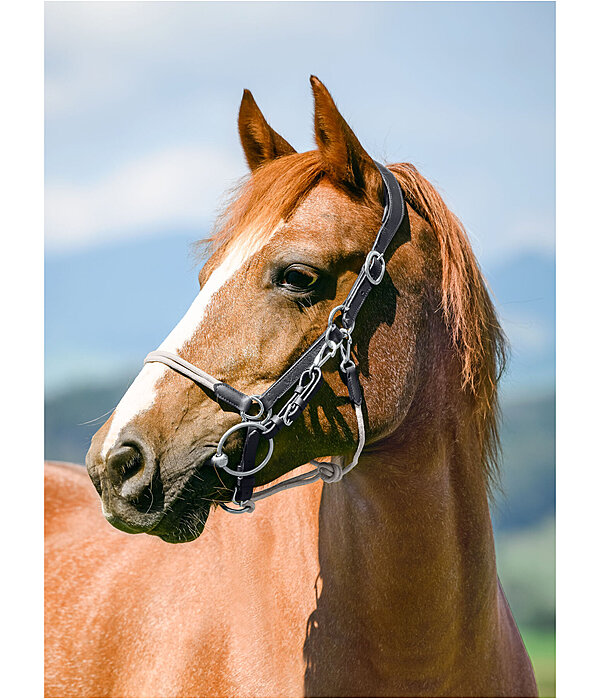 3-in-1 Trekking Bridle Takoda