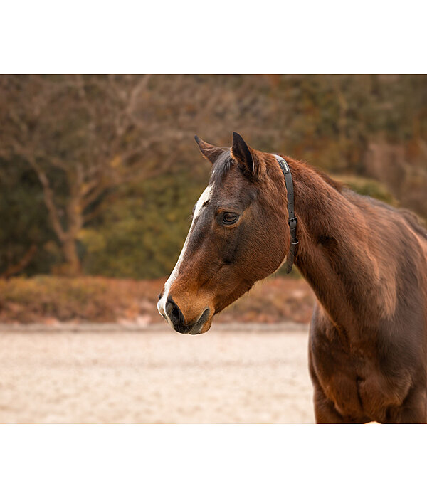 Horse Neck Strap Loki