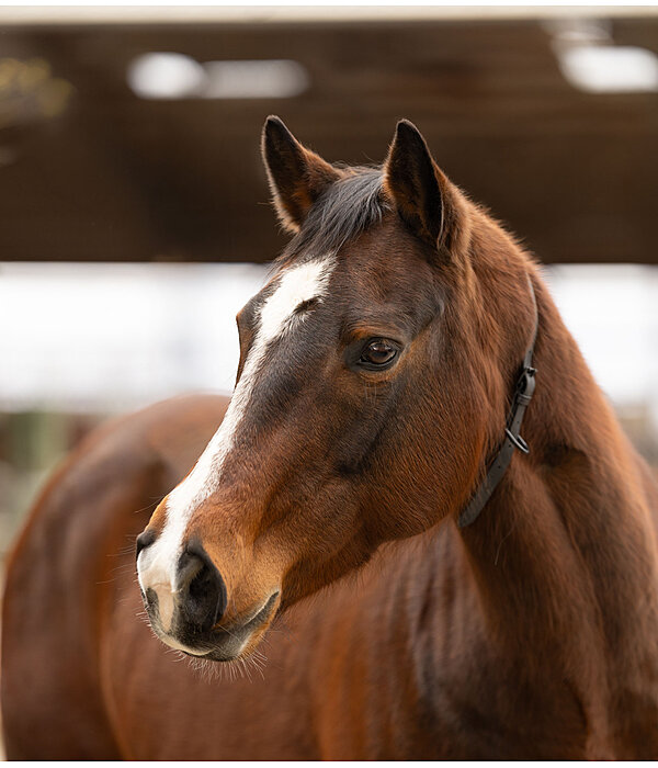 Horse Neck Strap Loki