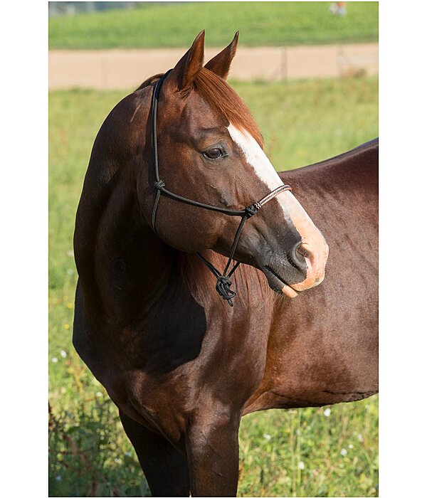 Rope Halter Nic