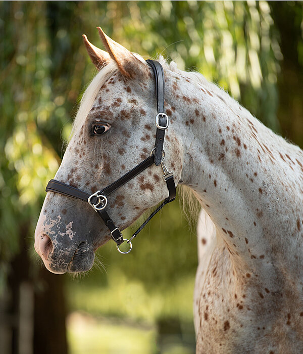 Horse Trekking Sidepull