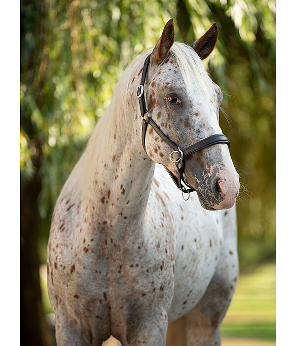 Horse Trekking Sidepull