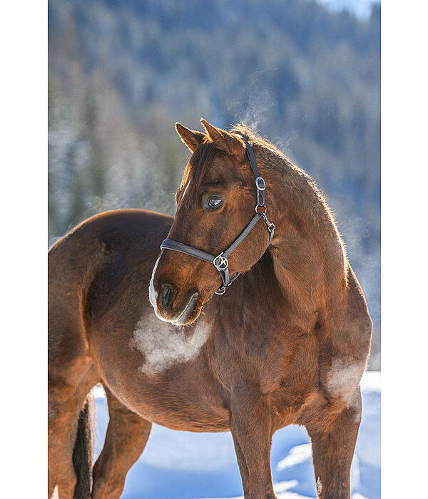 Horse Trekking Sidepull