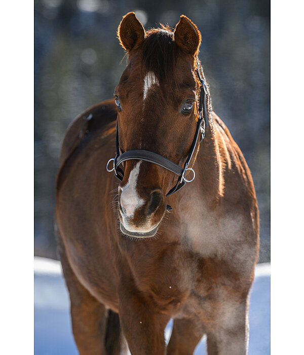 Horse Trekking Sidepull