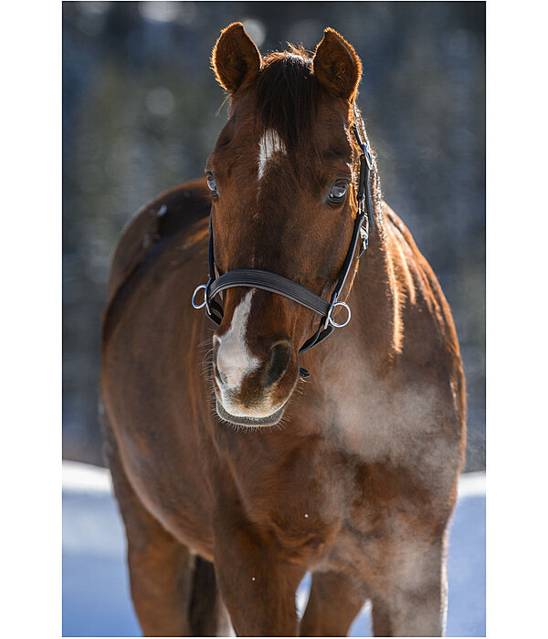 Horse Trekking Sidepull