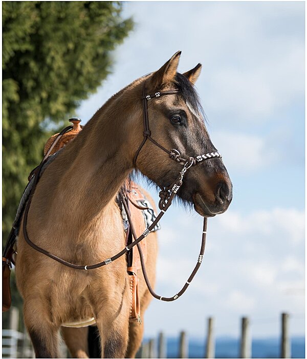 Trekking Headcollar 3 in 1