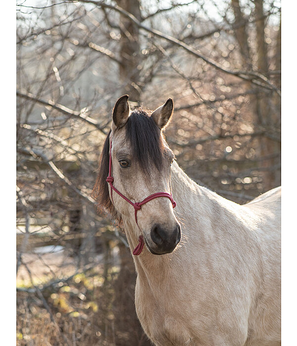 Rope Halter Bo