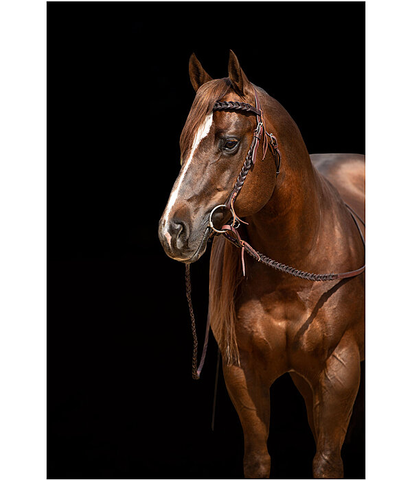 Western Headstall Wilco