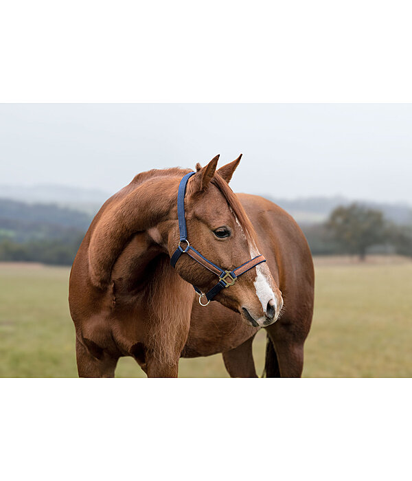 Halter Forster
