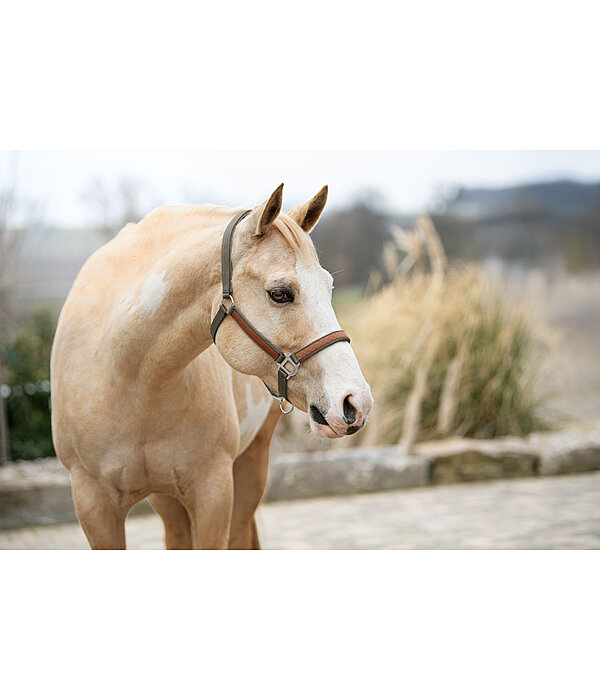 Halter Forster