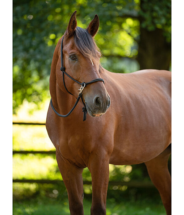 Rope Halter with Reins