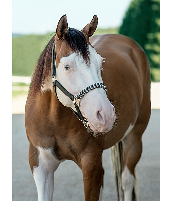 Halter Filo