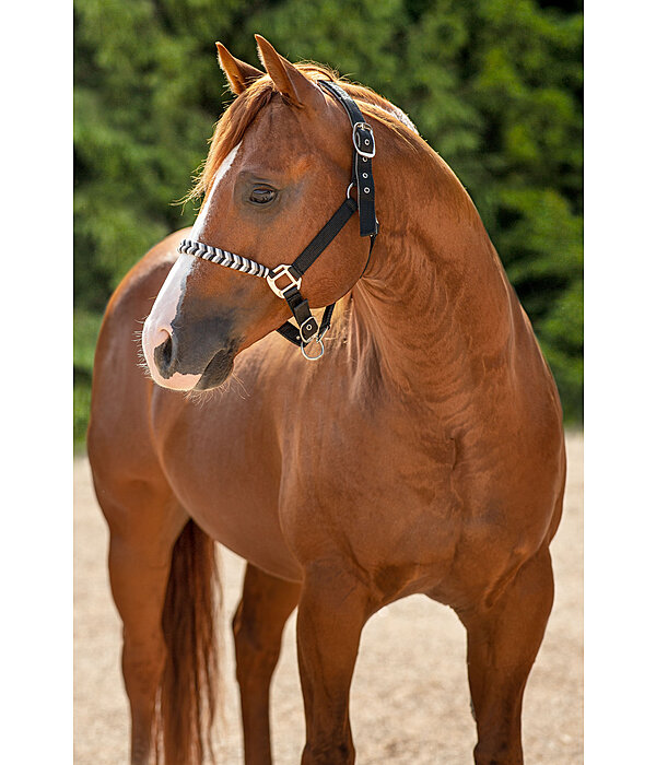 Halter Filo