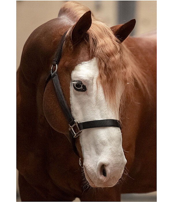 Nylon Headcollar