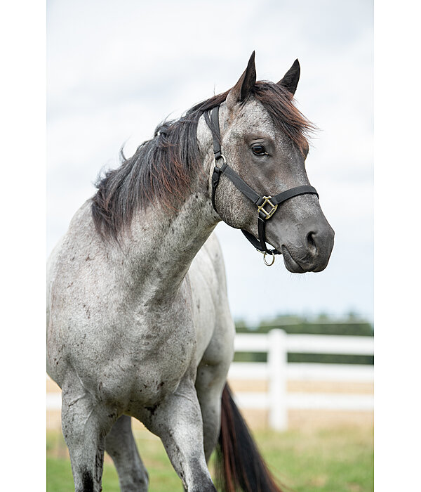 Nylon Headcollar