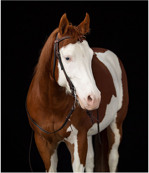 Western Headstall Tila