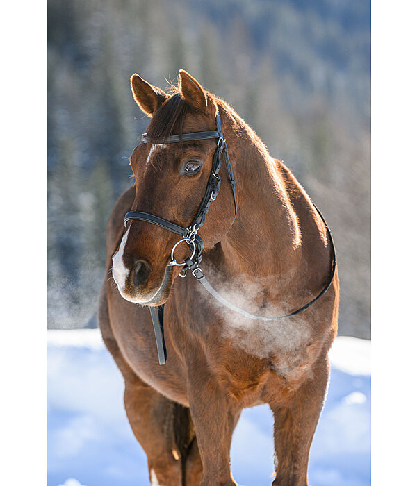 Trekking Bridle Nevada