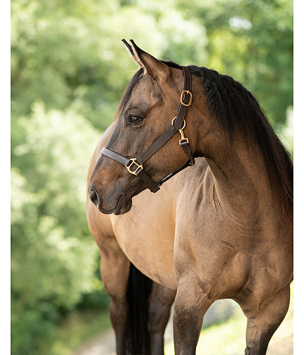 Leather Halter Premium