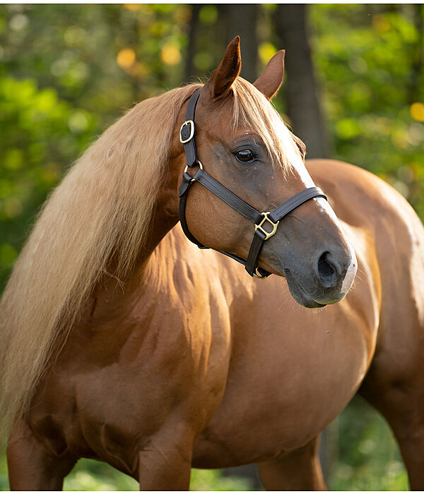 Leather Halter Premium