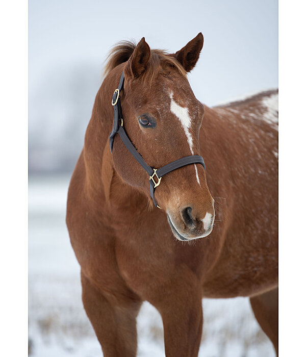 Leather Halter Premium