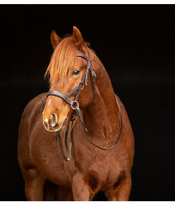 注目ショップ Mix & Match Sidepull - Western Riding - Kramer Equestrian 小物