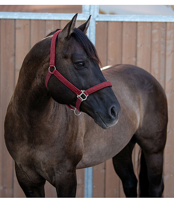 Halter Holly
