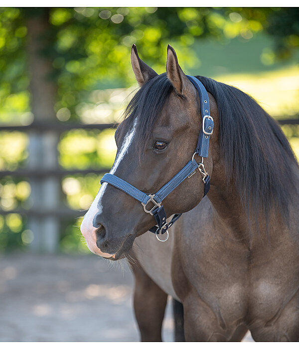 Halter Holly