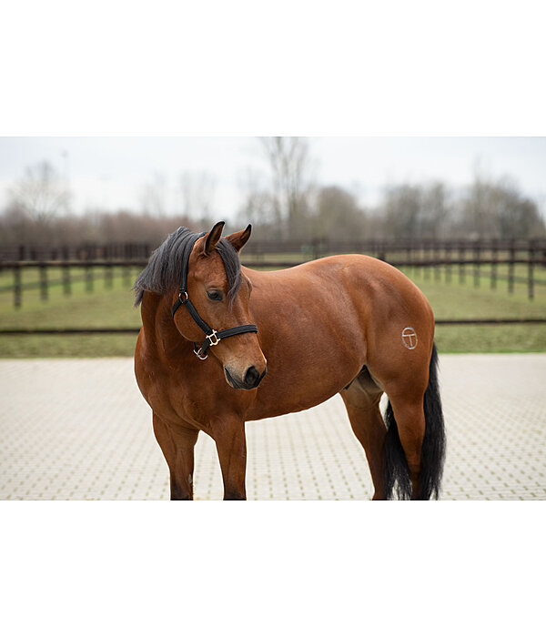 Halter Holly