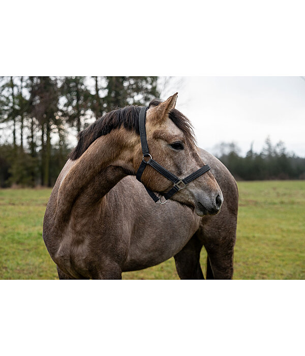 Halter Holly