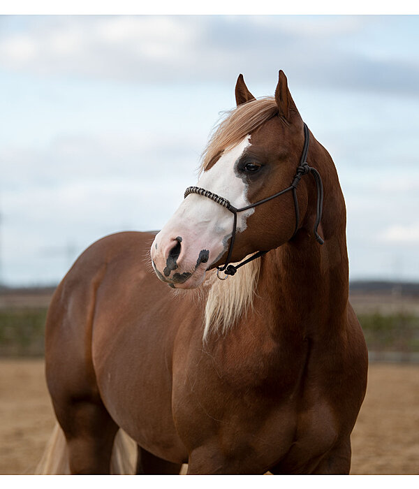 Knotless Rope Halter Bonny