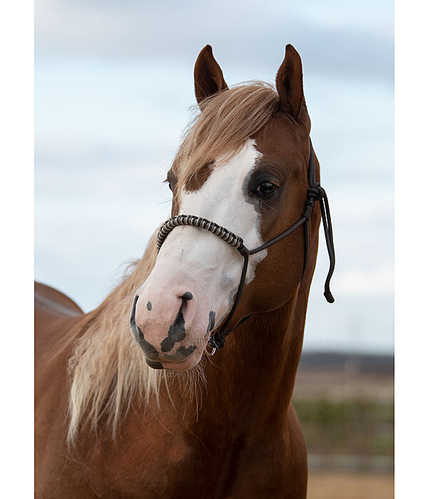 Knotless Rope Halter Bonny