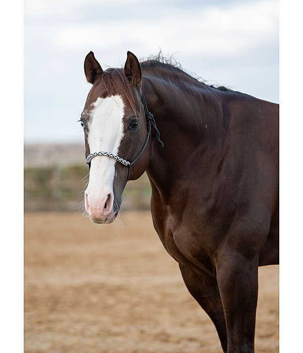 Knotless Rope Halter Bonny