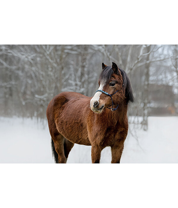 Knotless Rope Halter Bonny