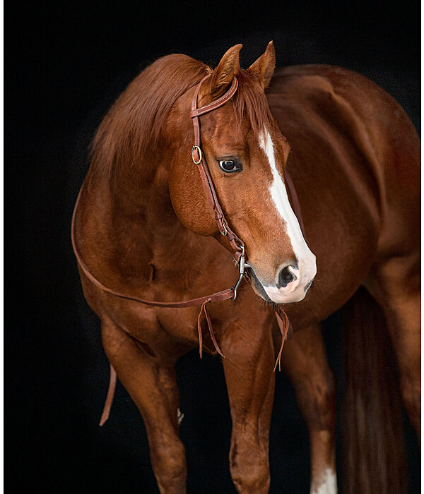 Single Ear Headstall Buckle End