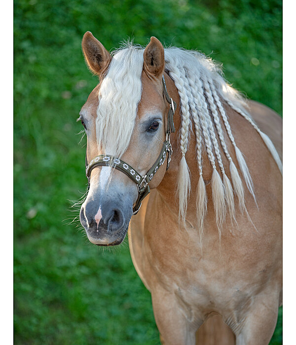 Headcollar Ikat