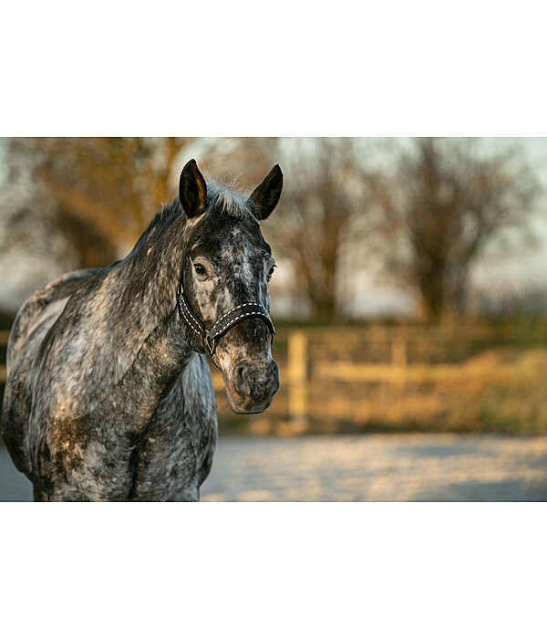 Leather Halter Napi