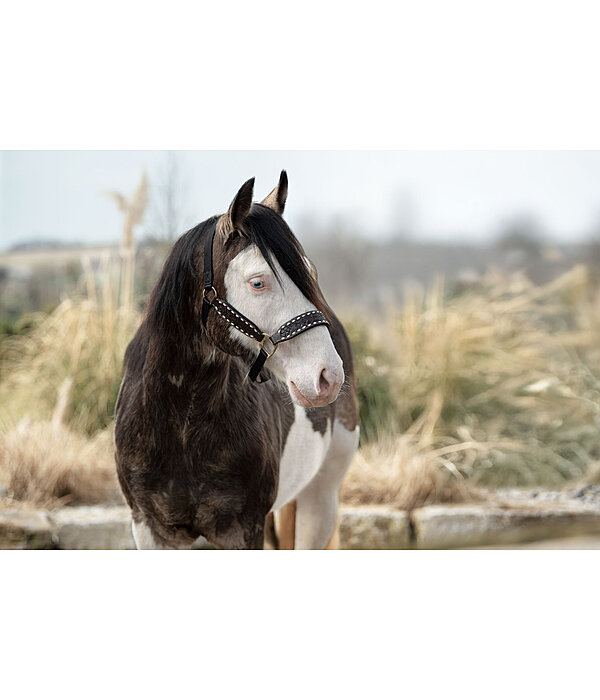 Leather Halter Napi