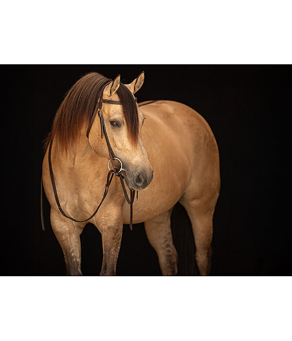 Training Headstall Harness