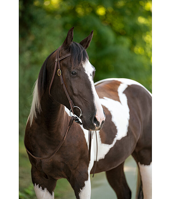 Training Headstall Harness