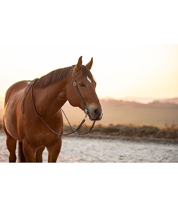 One-Ear Training Headstall Harness