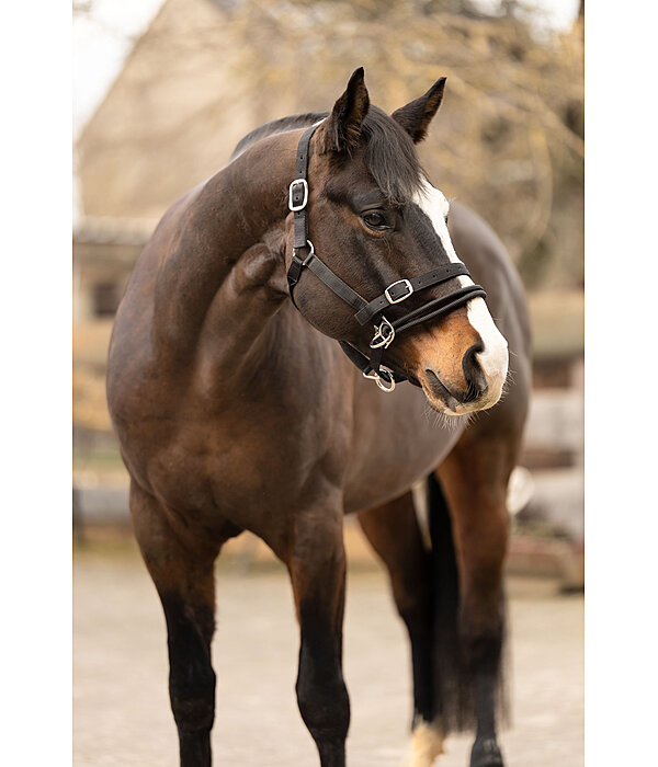 Training Headcollar Dual-Mode