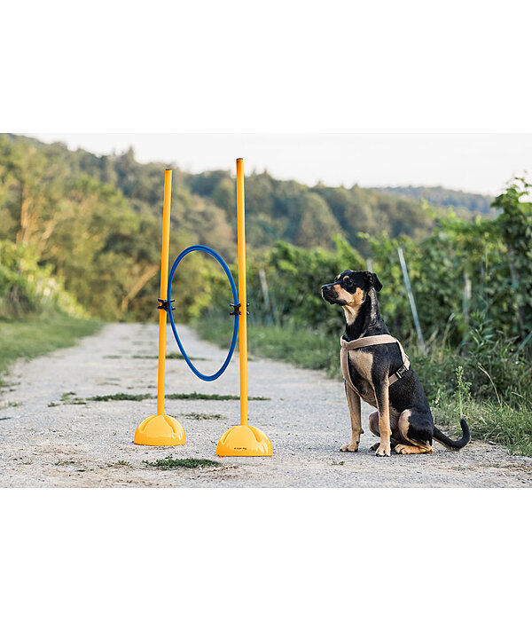 Aldi dog shop agility